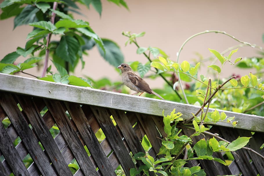 tree, bird, green, small, fence, hd, canon, closeup, blur, animal themes HD wallpaper