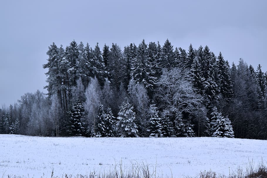 winter, landscape, snow, cold, nature, wintry, trees, white HD wallpaper