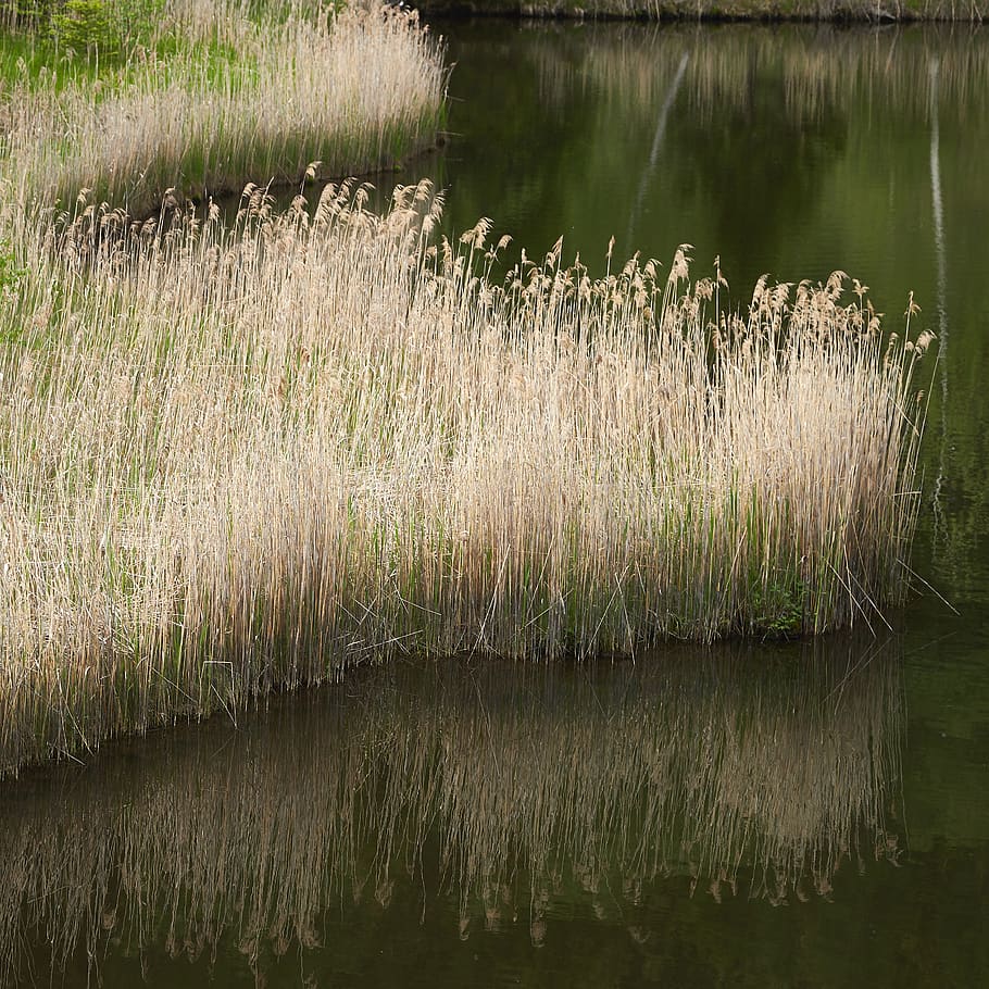 austria, murau, l514, water, lake, plant, tranquility, grass HD wallpaper