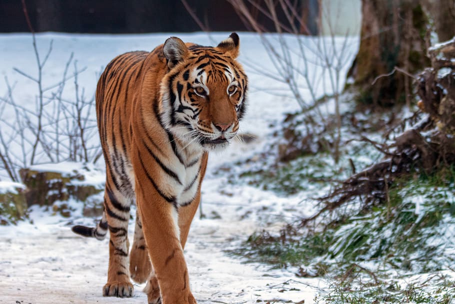 tiger, color, wildcat, predator, pride, force, nature, animal HD wallpaper