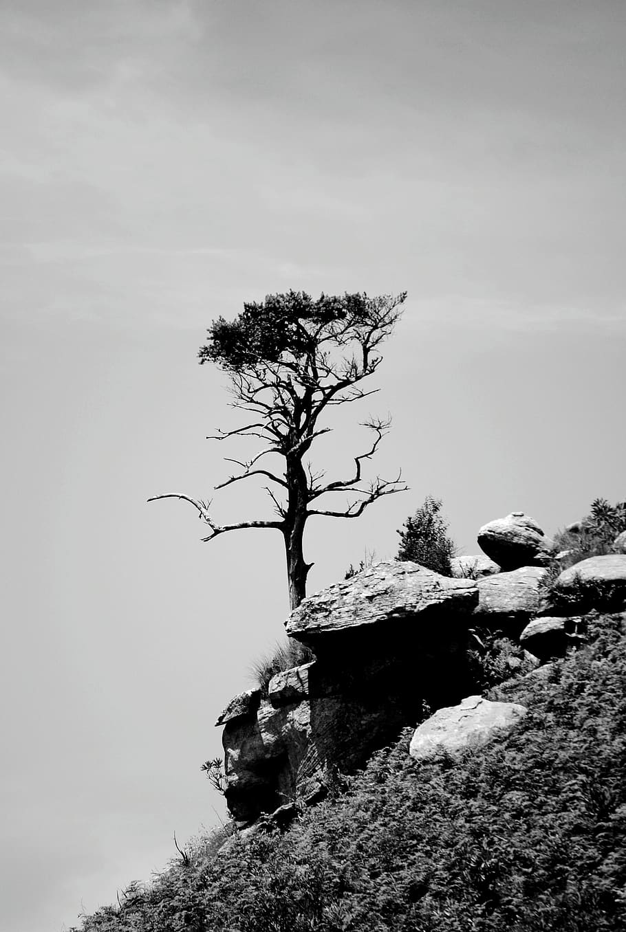 tree on high ground, plant, rubble, south africa, tree trunk HD wallpaper