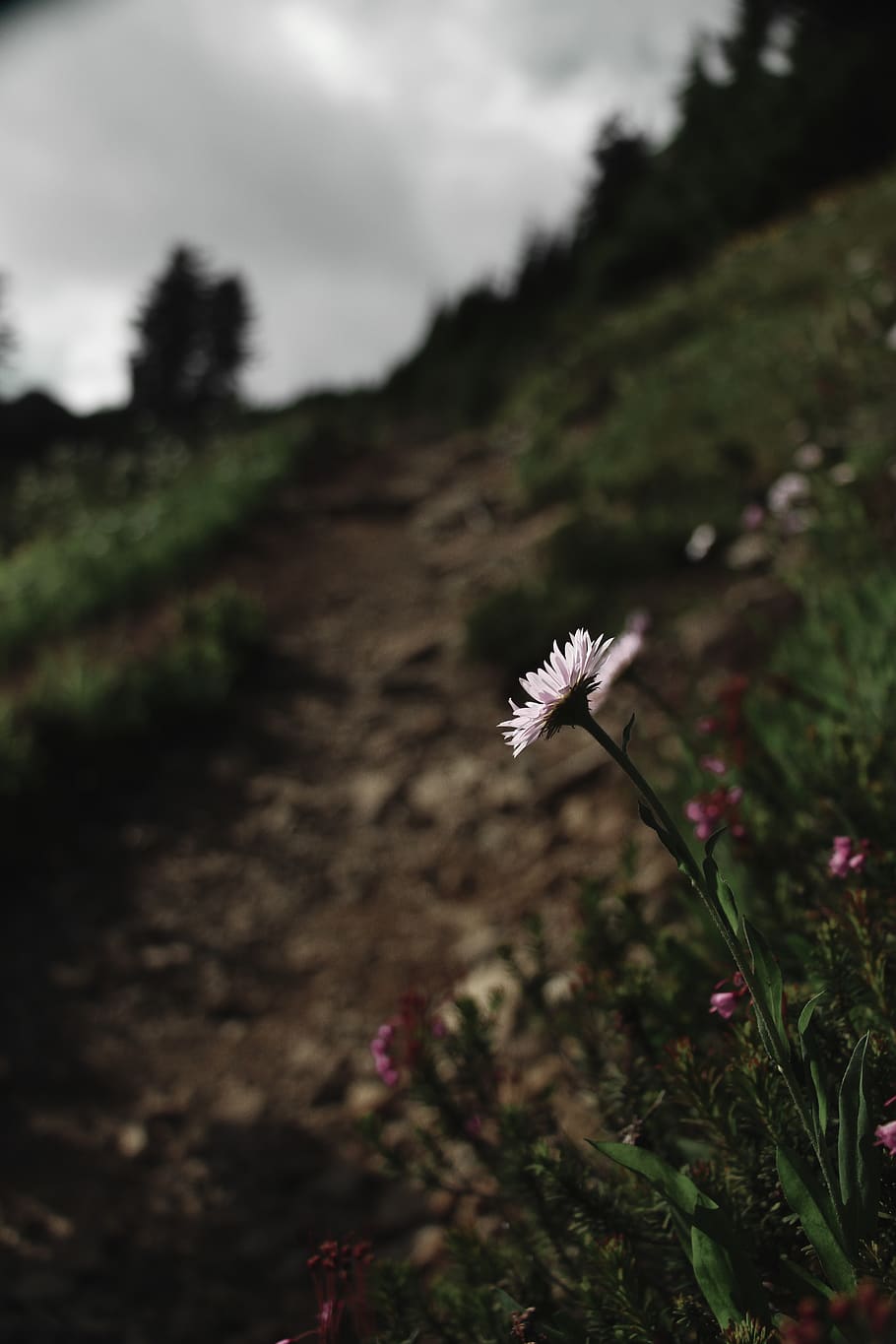 flowers, alpine laurel, wilderness, trail, mt baker, cascades, HD wallpaper