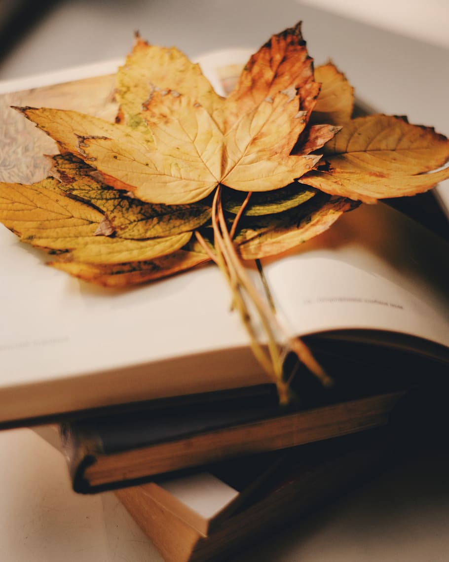leaf, plant, maple leaf, tree, table, furniture, magnifying HD wallpaper