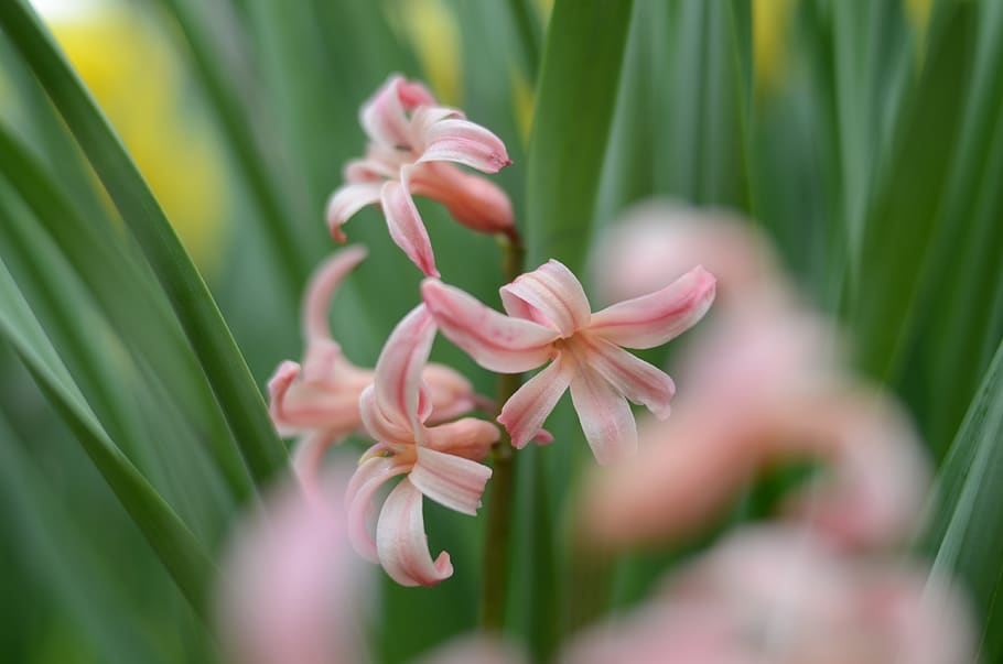 flower, pink, green, nice, beautiful, wonderful, special, bokeh HD wallpaper