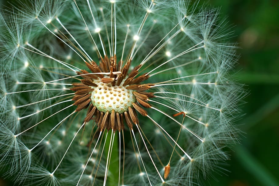 dandelion, taraxacum, macro, close up, nature, blossom, seeds HD wallpaper