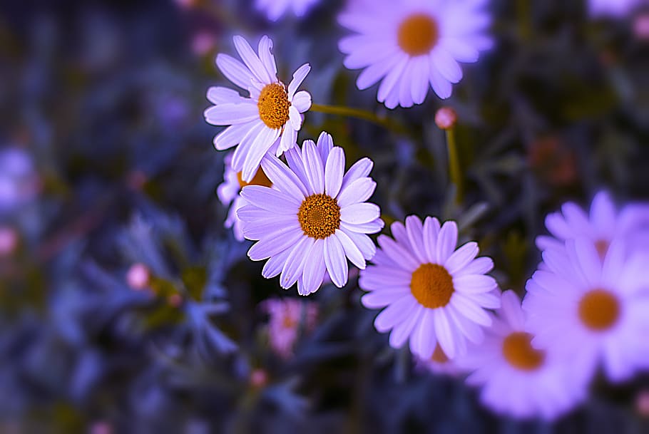 flower, nature, spring, plant, garden, petals, beautiful, flowering plant HD wallpaper
