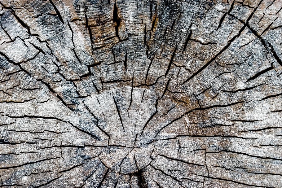 brown wood log, tree, plant, ward's island, canada, toronto, tree trunk, HD wallpaper