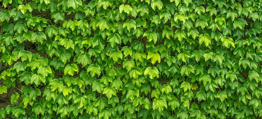 ivy, leaf, plants, nature, green, the leaves, abstract, vine HD wallpaper