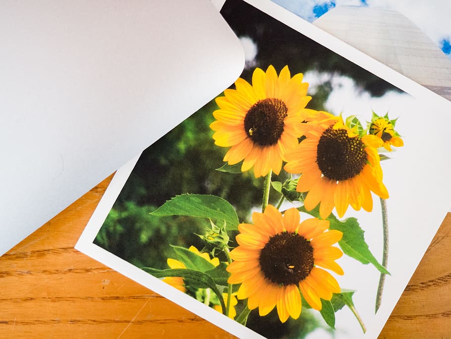 Sunflower Photo on Desk with Laptop, Flowers, Macro, Nature, Objects HD wallpaper
