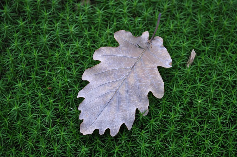 leaf, autumn, nature, fall, tree, wood, colorful, background HD wallpaper