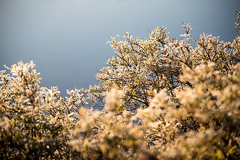 ice, icecold, nice, beautiful, lake, see, ocean, ozean, flower HD wallpaper