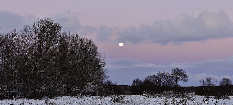sky, moon, winter landscape, evening, evening landscape, wintry evening HD wallpaper