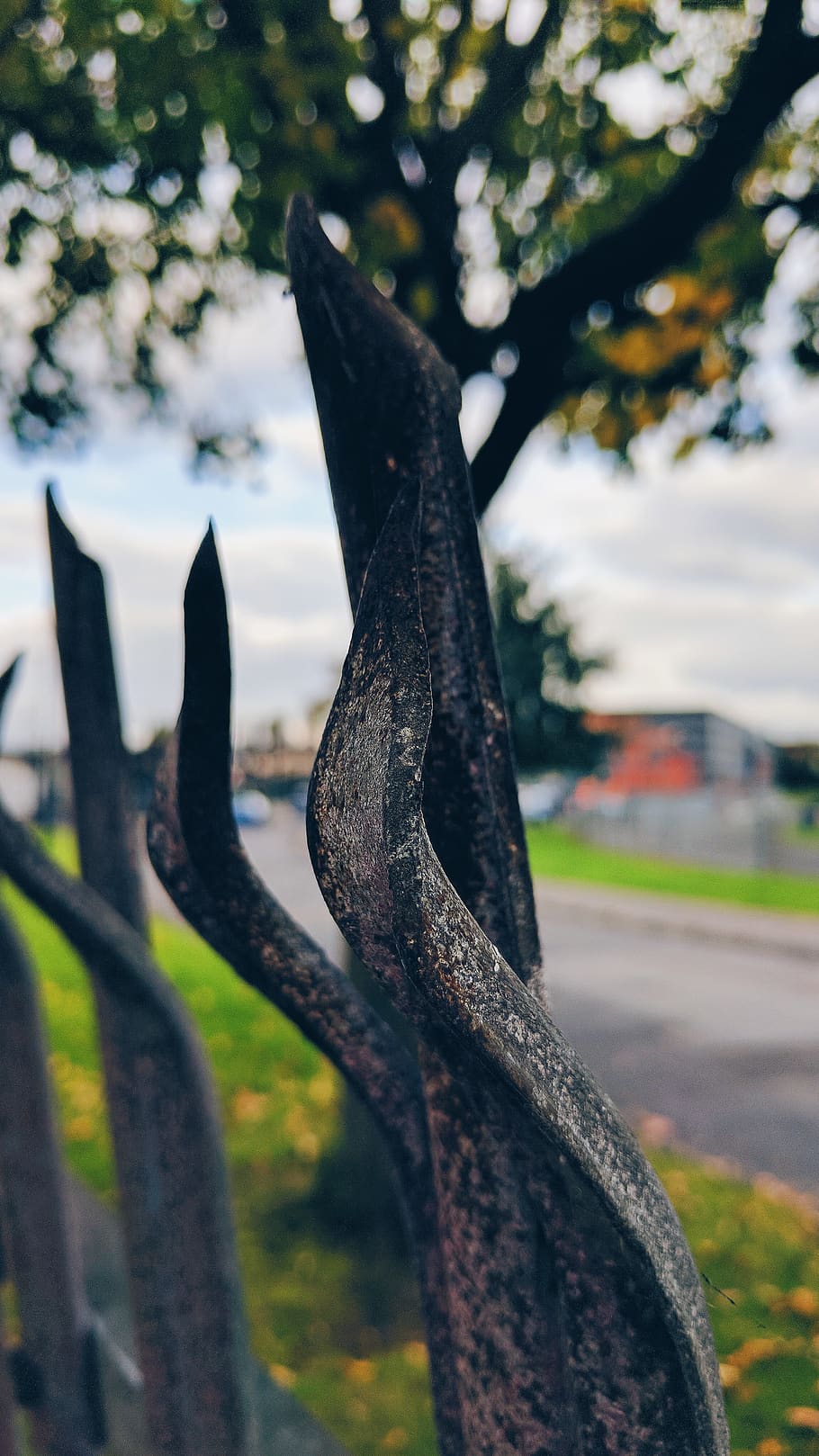 focus on foreground, tree, plant, nature, close-up, day, no people HD wallpaper