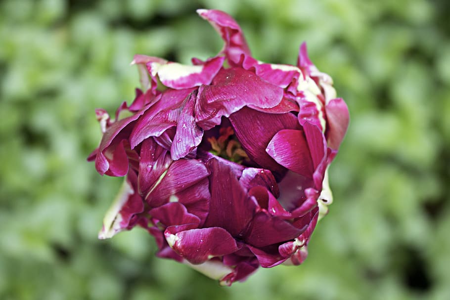 tulip, breeding, violet, blossom, bloom, flower, failed, red HD wallpaper