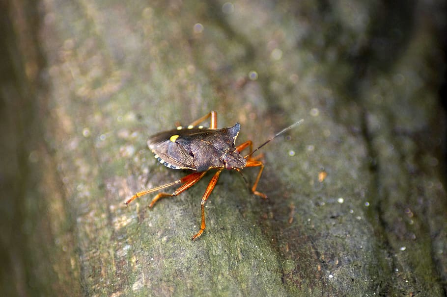 red legged tree bug, pentatoma rufipes, insect, beetle, arma custos HD wallpaper