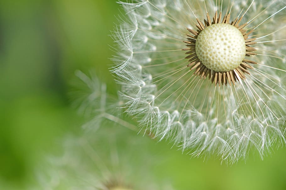 dandelion, flower, seeds, macro, nature, green, white, meadow HD wallpaper