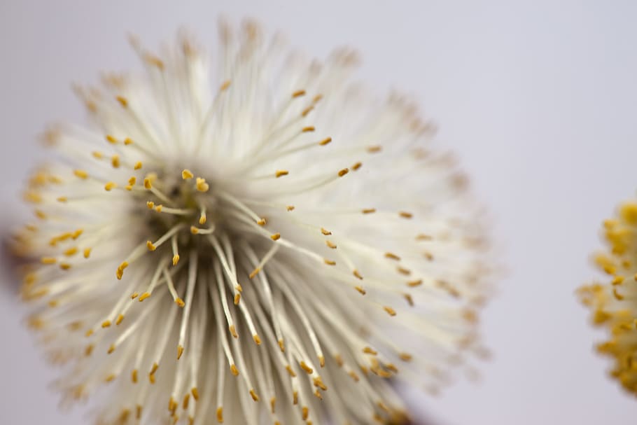 dandelion, macro, plant, soft, closeup, detail, white, softfocus HD wallpaper