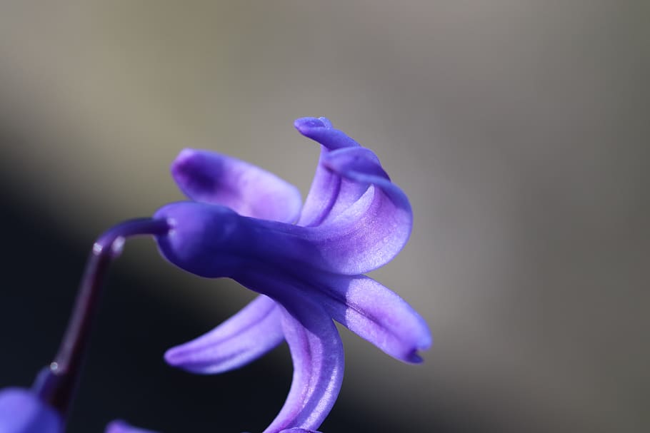 hyacinth, spring, blue, garden, nature, botany, plants, flower HD wallpaper