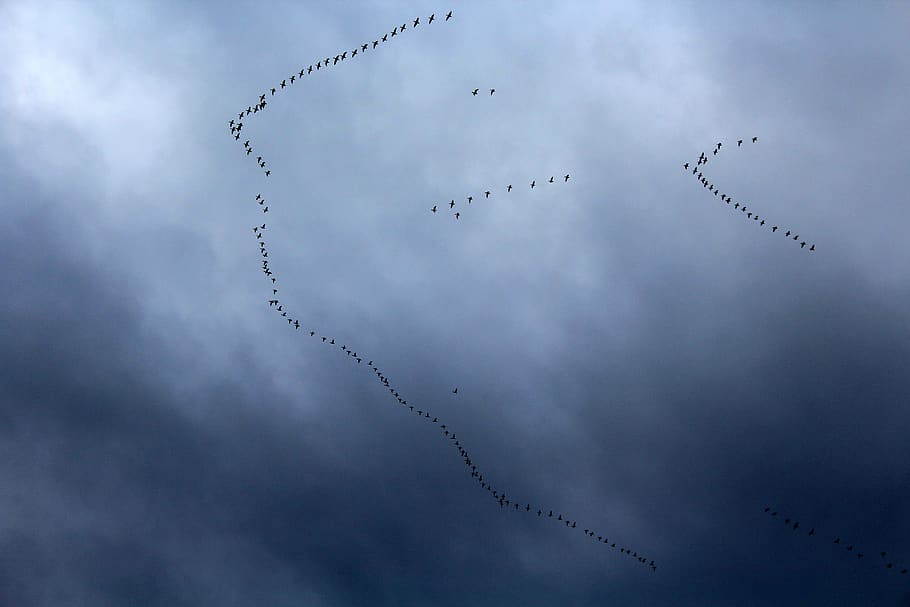 key birds, migratory bird, migration, flight, sky, nature, the height of the HD wallpaper