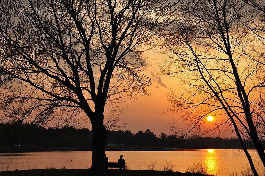 tree, landscape, dawn, nature, wood, sunset, water, sky, silhouette HD wallpaper