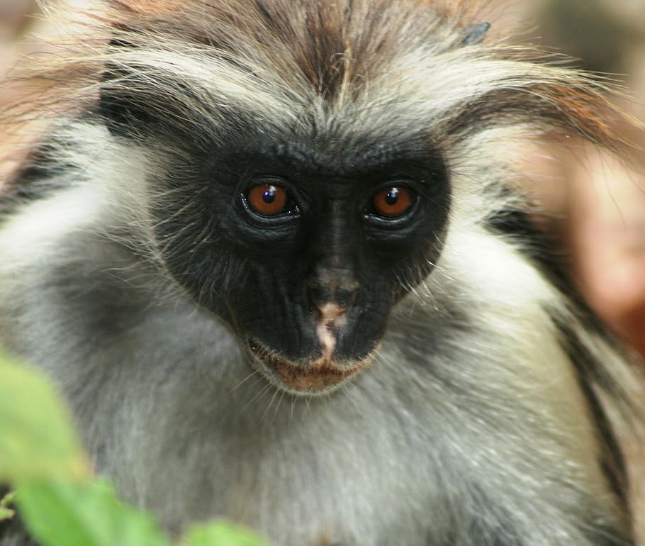 zanzibar, tanzania, monkey, animal wildlife, one animal, animals in the wild HD wallpaper