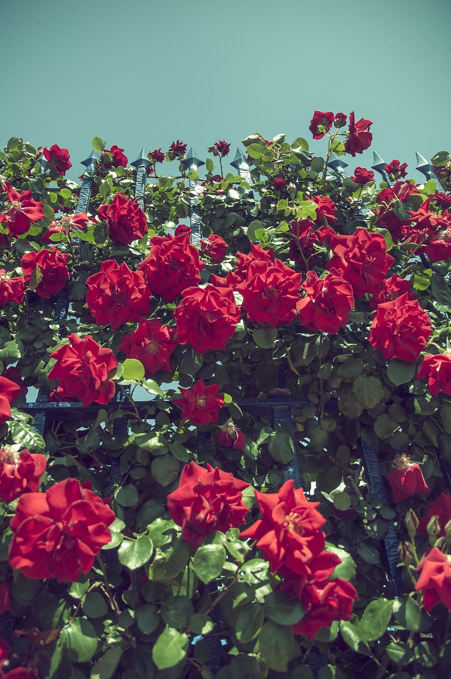 Keisei rose garden 1080P, 2K, 4K, 5K HD wallpapers free download | Wallpaper  Flare
