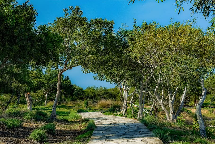 path, coppice, copse, forest, trees, glade, sea, nature, makronissos HD wallpaper