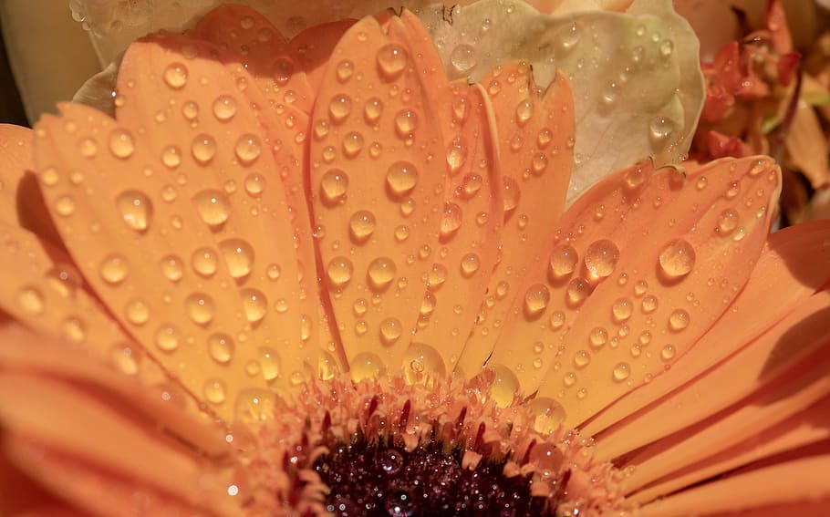 gerbera, drip, wet, raindrop, dewdrop, orange, flower, blossom HD wallpaper