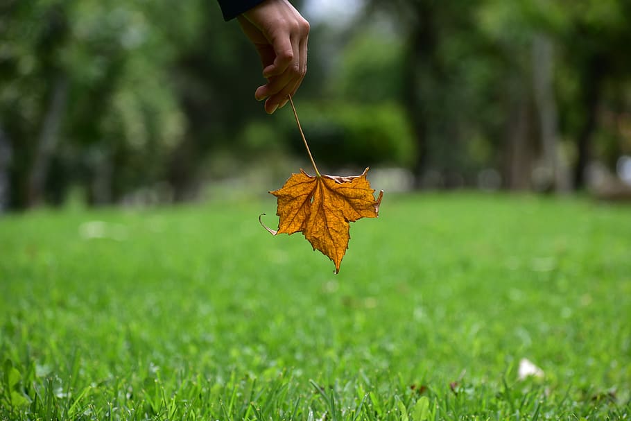 dry leaf, end, yellow, park, nature, human body part, human hand HD wallpaper