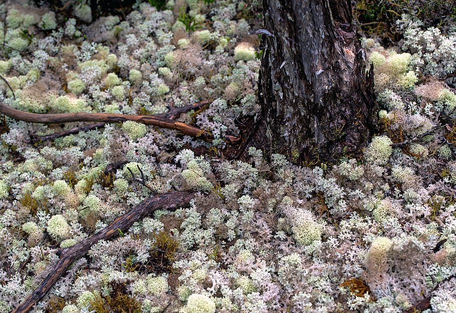 green-leafed plants near tree, tasmania, australia, blue tier national park HD wallpaper