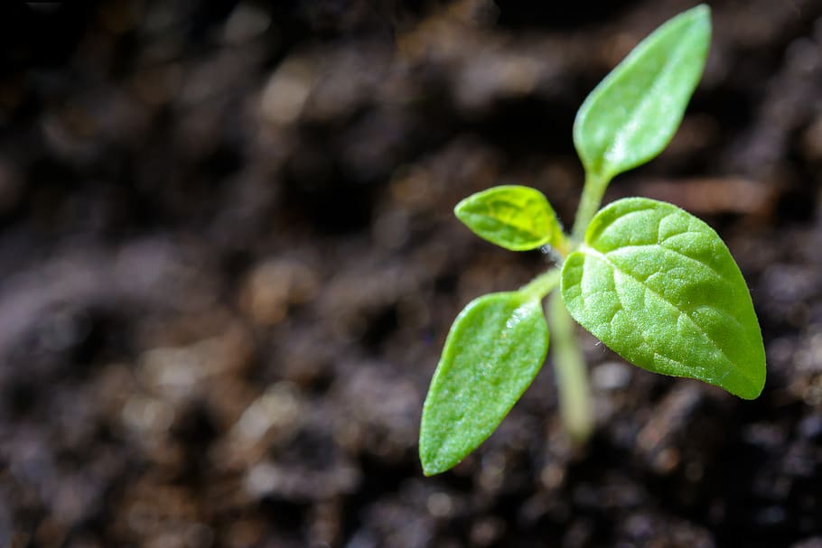 Closeup Photo of Sprout, close-up, cultivation, environment, flora HD wallpaper
