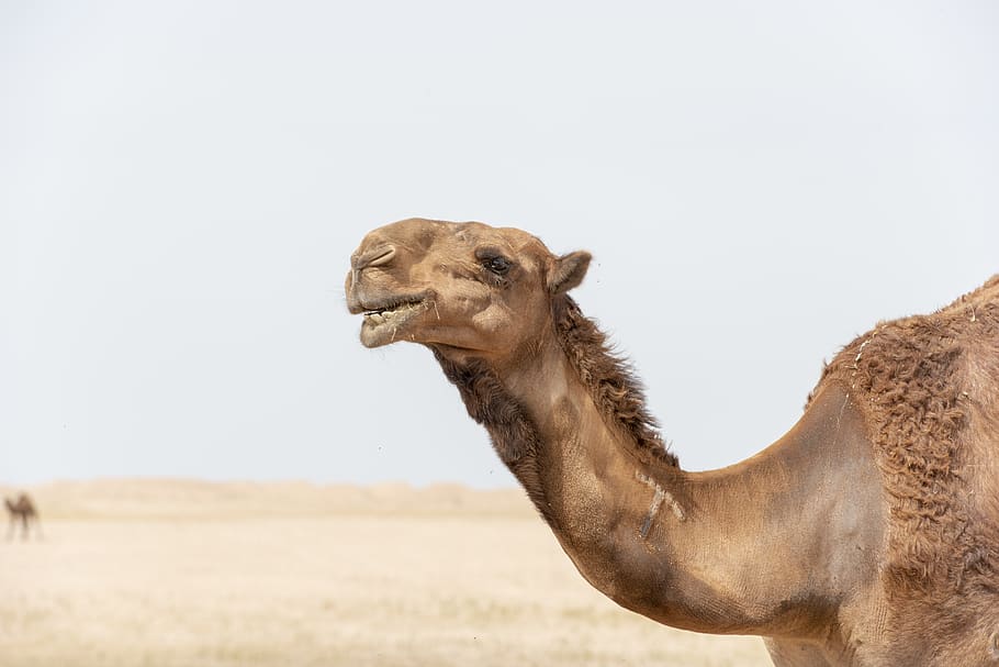 Close-up of Brown Camel, animal, animal photography, Arabian camel, HD wallpaper