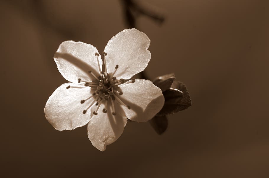 cherry blossom, bloom, spring, nature, tree, close-up, flower HD wallpaper