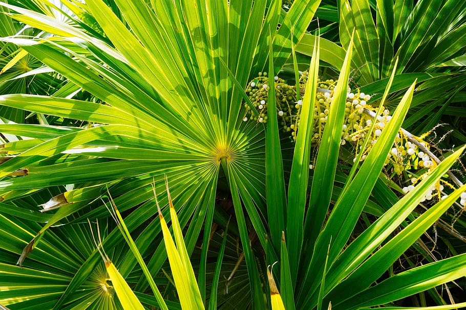 mexico, tulum, tree, green, nature, summer, palm, sun, trees HD wallpaper