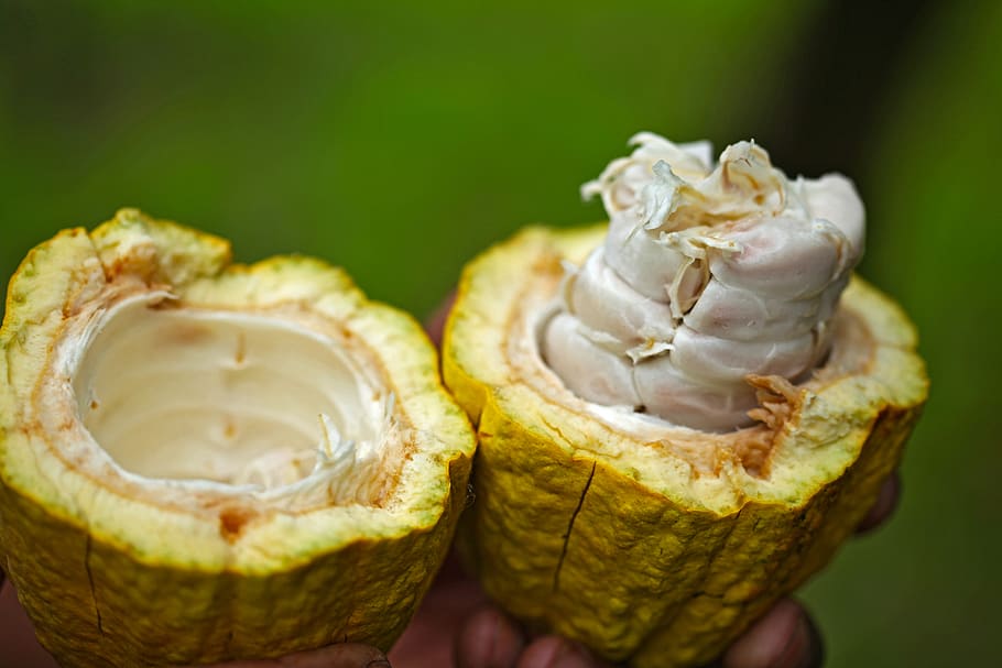 green shell fruit, plant, food, cream, ice cream, dessert, creme HD wallpaper