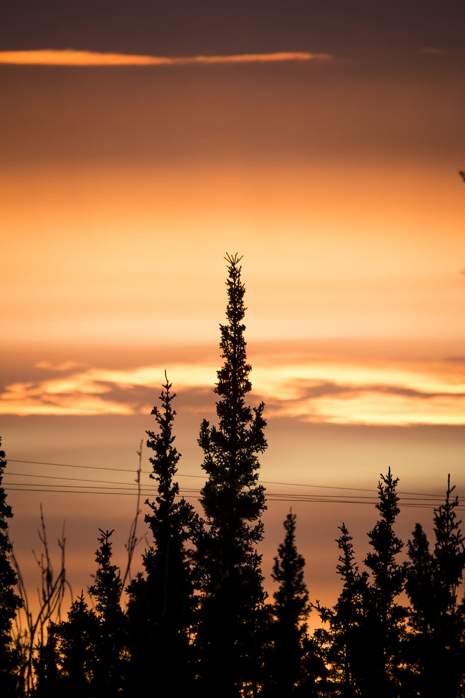 trees during sunset, sky, sunrise, silhouette, outdoors, dusk HD wallpaper