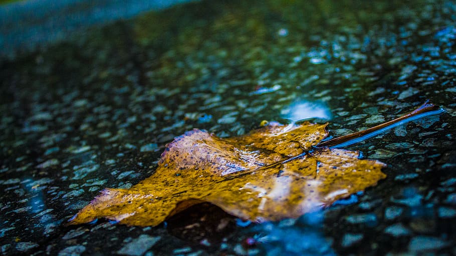 canada, windsor, rain, wet, leaf, floor, tree, road, water HD wallpaper