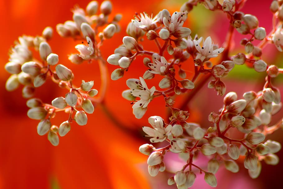 flowers, white, orange, spring, nature, plant, petals, bloom HD wallpaper