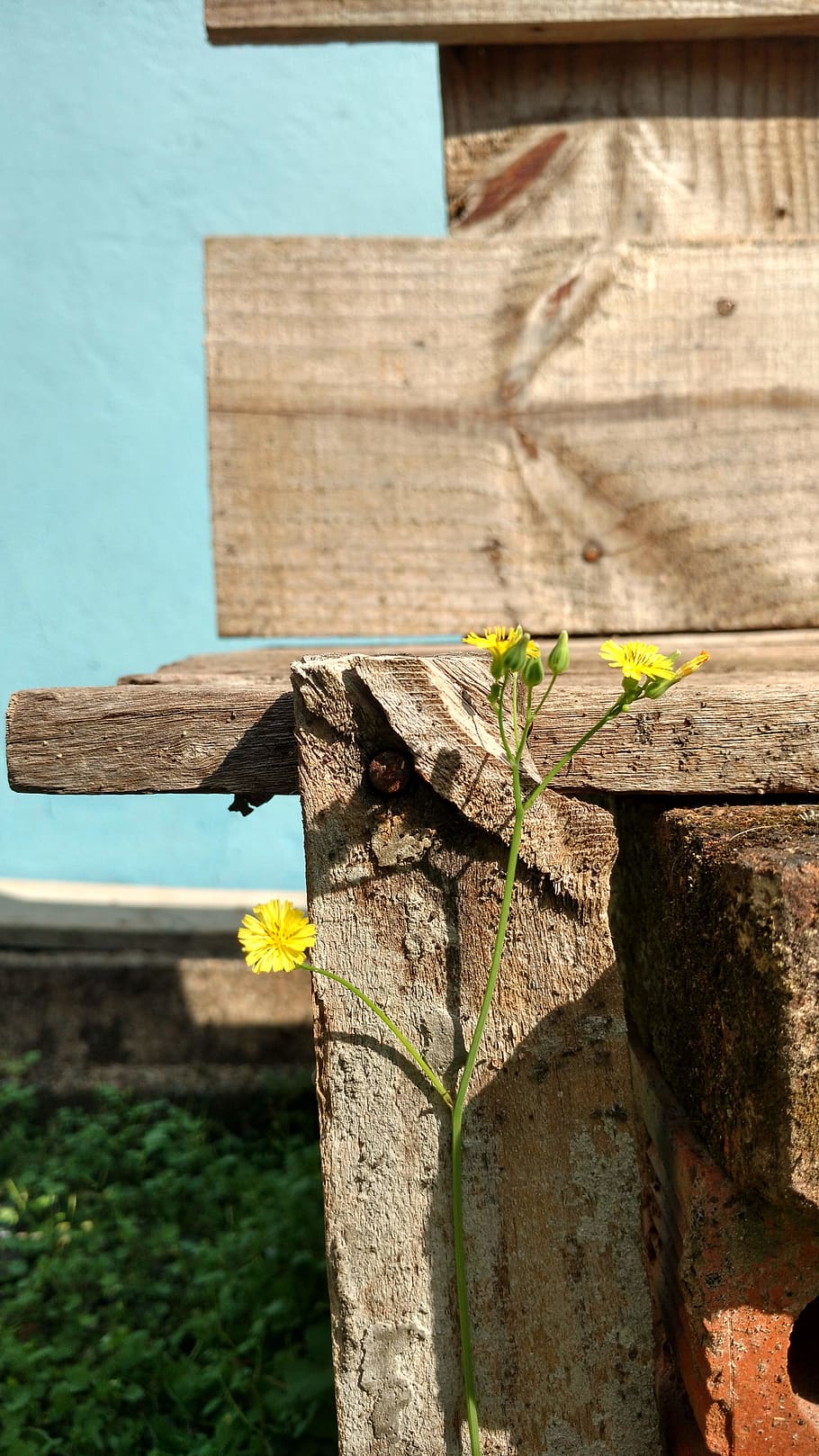 brazil, indaial, wood - material, day, built structure, nature HD wallpaper
