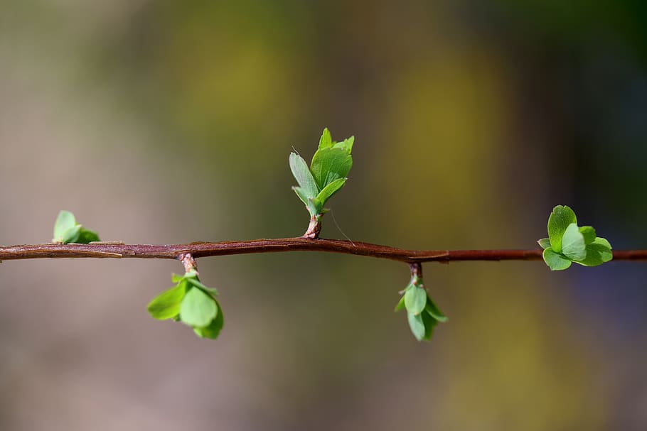 leaves, buds, green, spring, flower, plant, botanical, nature HD wallpaper