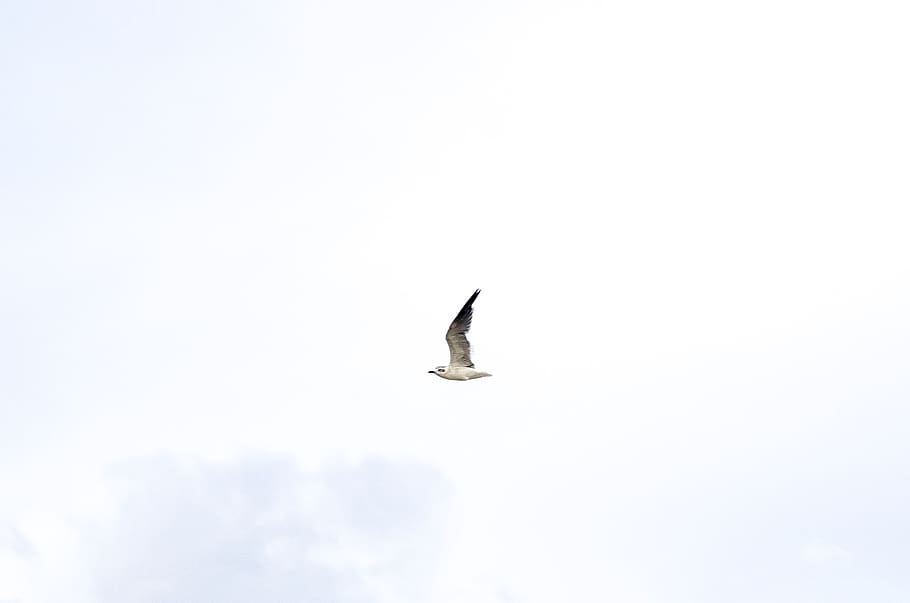white bird flying, sky, vertebrate, animal wildlife, animal themes HD wallpaper