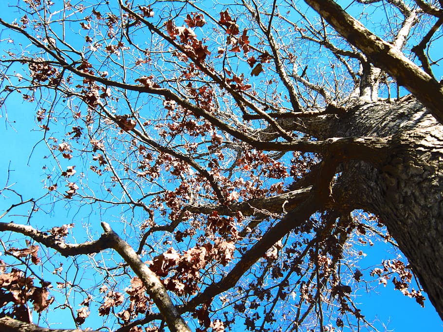 tree, sky, low angle view, plant, branch, beauty in nature HD wallpaper