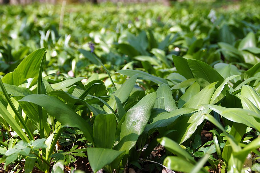 garlic, bear, the floodplain, forest, the vegetation, fresh HD wallpaper