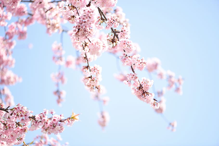 sakura, sky, spring, nature, pink, flower, blooming, japan HD wallpaper