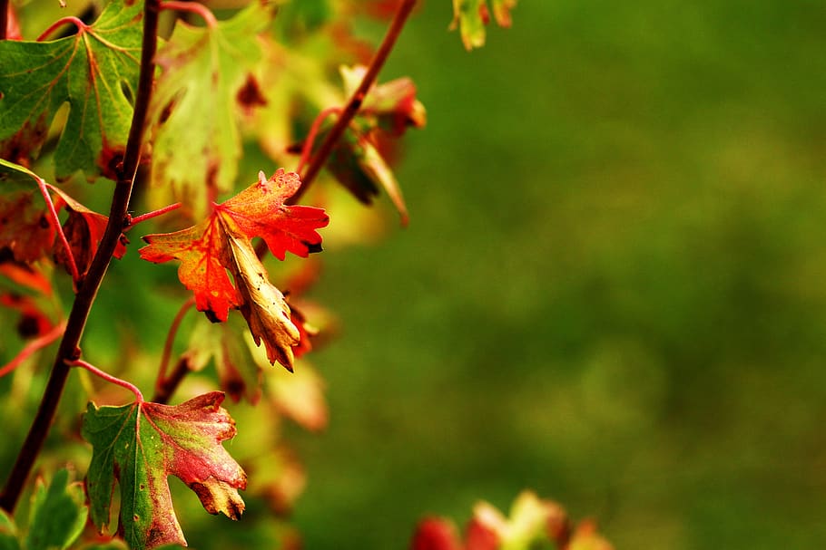 autumn, leaf, nature, plant part, growth, focus on foreground HD wallpaper