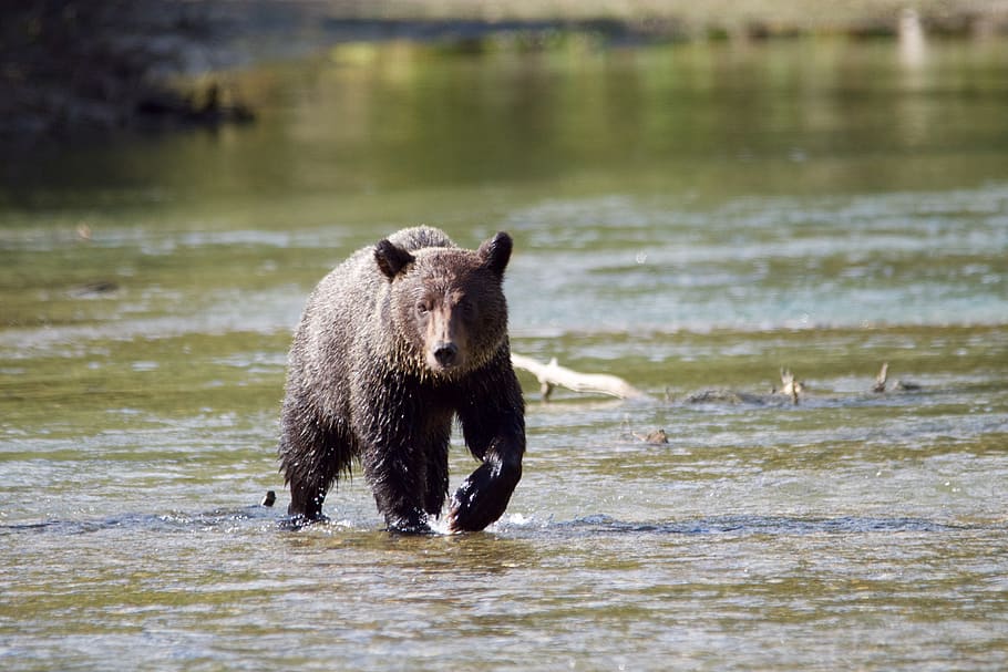 kanada, likely, grizzly, animal, animal themes, animals in the wild HD wallpaper