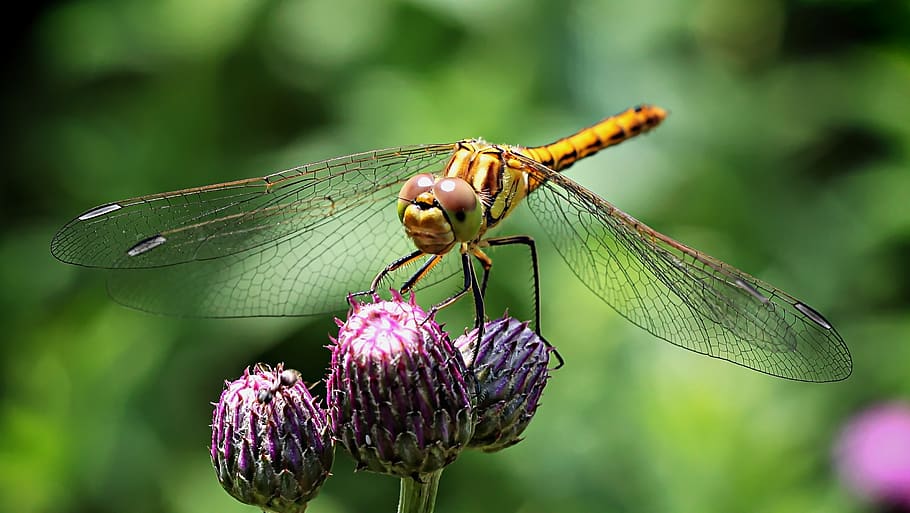 Dragonfly on Purple Flower, buds, close-up, insect, macro, nature HD wallpaper