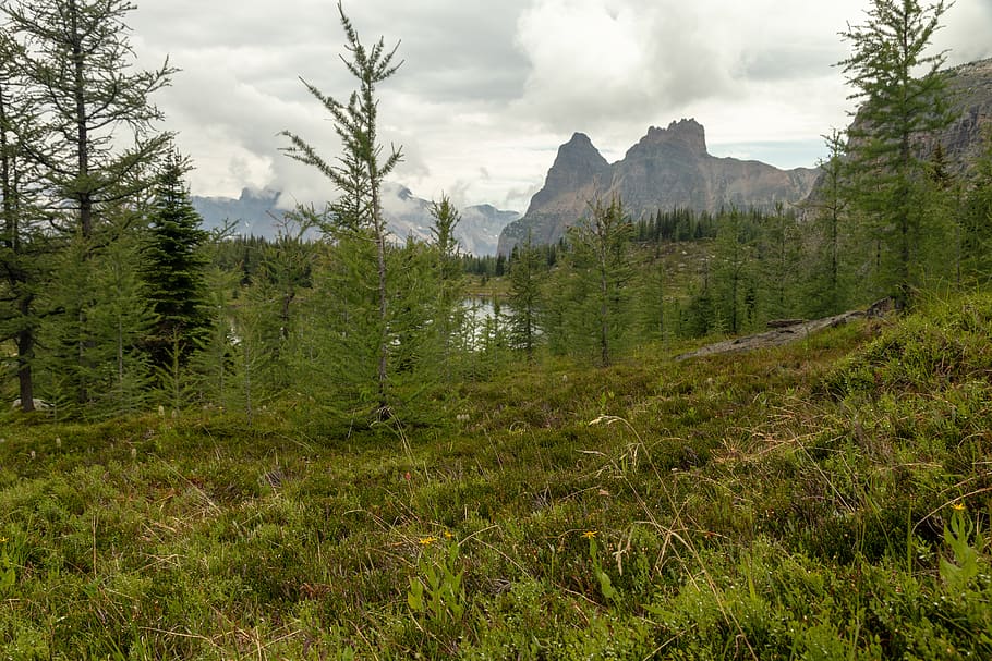 canada, moor lakes, tree, mountain, forest, plant, sky, land HD wallpaper