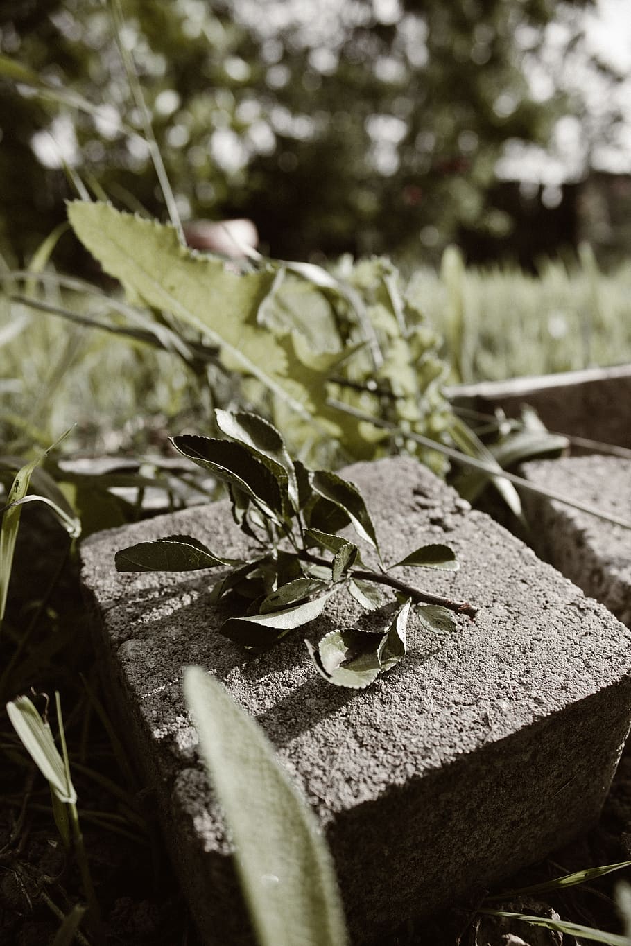 leaves, on, ground, plant, nature, growth, close-up, day, no people HD wallpaper