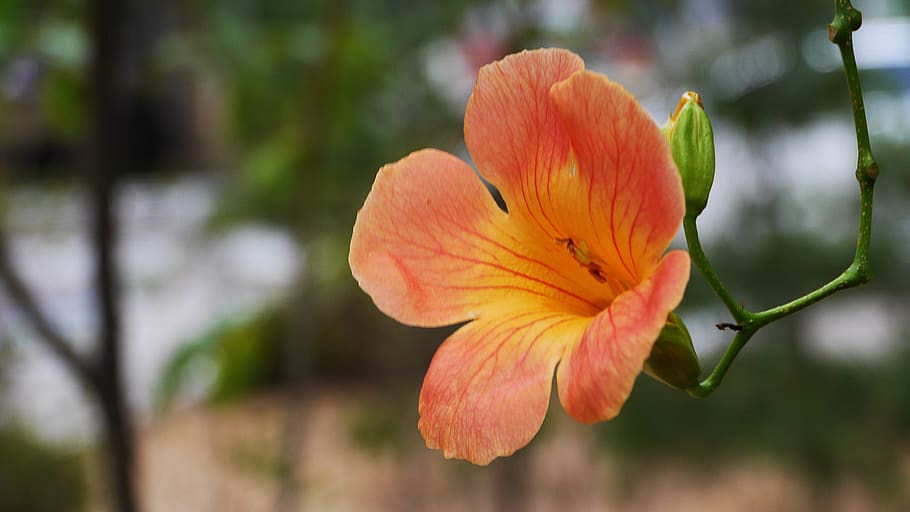 HD wallpaper: campsis, orange, flowers, nature, wildflower, orange